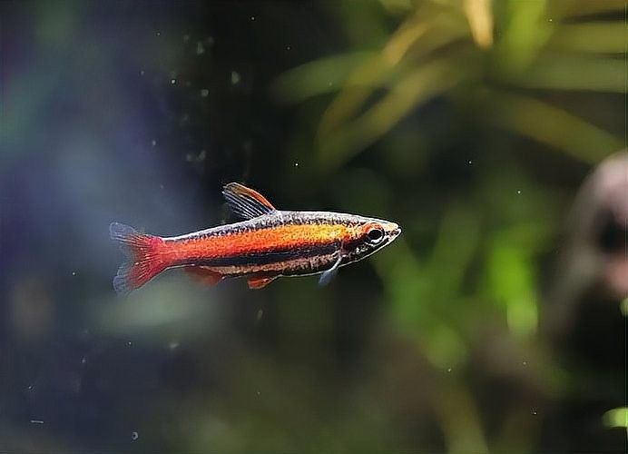 龍魚和水虎魚能混養嗎圖片大全