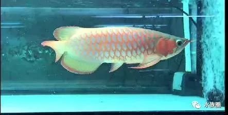 龍魚適合單養(yǎng)還是混養(yǎng)好呢？：龍魚單養(yǎng)和混養(yǎng)的優(yōu)缺點(diǎn)分析龍魚適合單養(yǎng)還是混養(yǎng)好