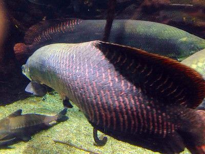 巨骨龍魚價格 巨骨龍魚價格 龍魚百科 第3張