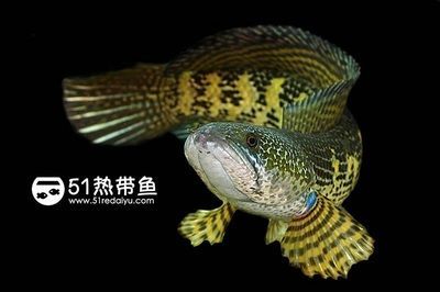 小型雷龍魚(yú)的品種介紹圖：關(guān)于小型雷龍魚(yú)的介紹 小型雷龍魚(yú)的品種介紹圖：關(guān)于小型雷龍魚(yú)的介紹 龍魚(yú)百科 第1張