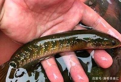 小型雷龍魚(yú)的品種介紹圖：關(guān)于小型雷龍魚(yú)的介紹 小型雷龍魚(yú)的品種介紹圖：關(guān)于小型雷龍魚(yú)的介紹 龍魚(yú)百科 第2張
