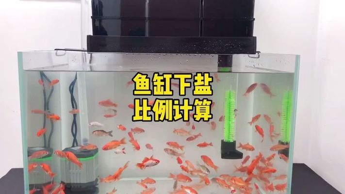 魚缸換水后要加硝化細(xì)菌嗎（新開缸如何快速建立硝化系統(tǒng)）