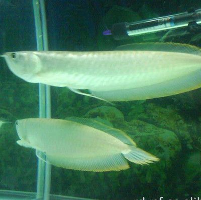 馬來西亞金龍魚產卵：馬來西亞金龍魚產卵過程 馬來西亞金龍魚產卵：馬來西亞金龍魚產卵過程 龍魚百科 第2張