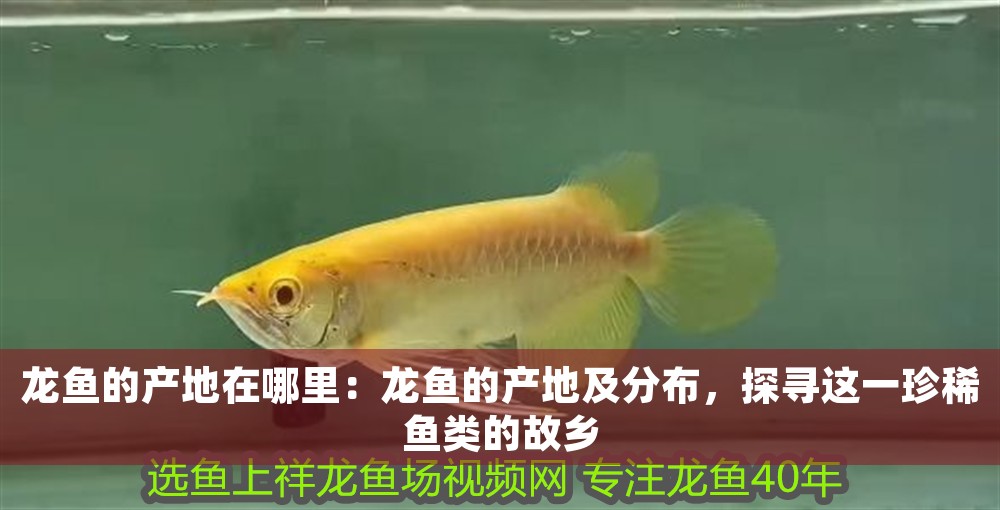 龍魚的產地在哪里：龍魚的產地及分布，探尋這一珍稀魚類的故鄉