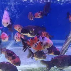 賽級金魚一般什么價位