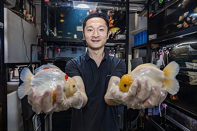 賽級金魚一般什么價位