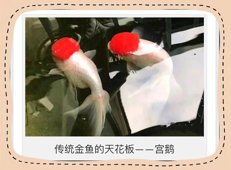 賽級金魚一般什么價位