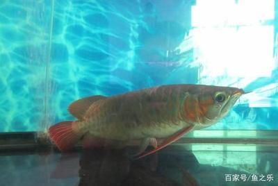 龍魚立鱗一般幾天能好：龍魚立鱗病的治療時間和恢復方法