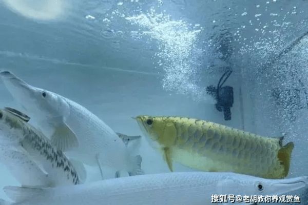 龍魚缸出水口設計成造浪泵行嗎：將龍魚缸出水口設計成造浪泵可行嗎