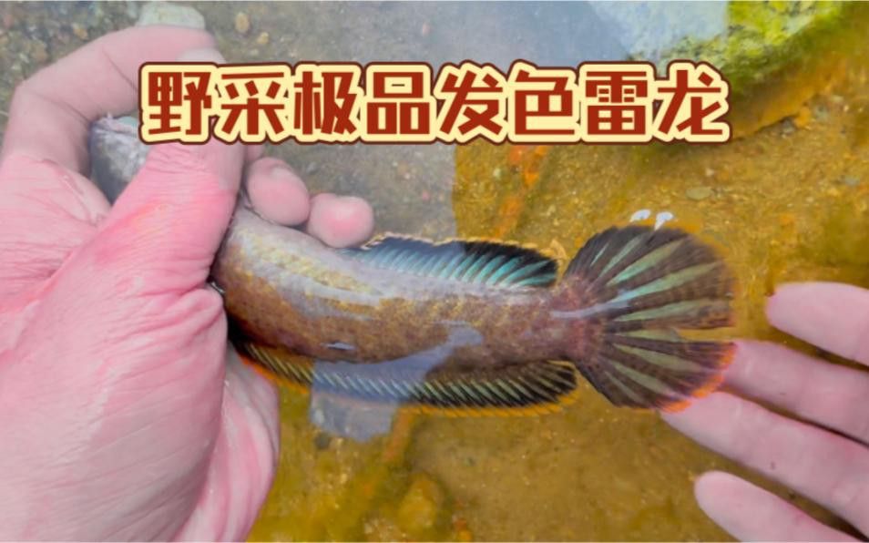 如何判斷雷龍魚是否發色成功？