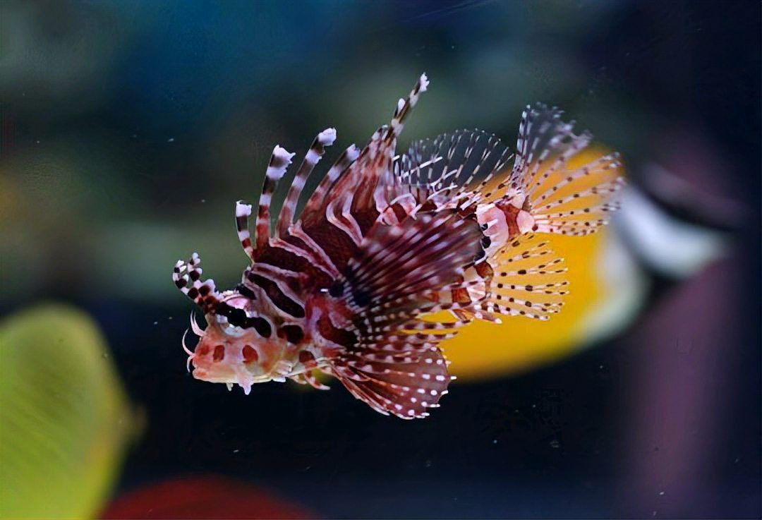 觀賞魚市場價格波動大嗎？