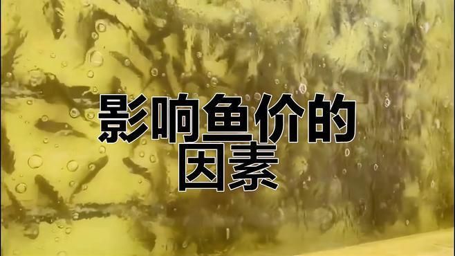 觀賞魚市場價格波動大嗎？