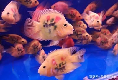 六角恐龍魚的壽命是多少年：六角恐龍魚的壽命是多少 六角恐龍魚的壽命是多少年：六角恐龍魚的壽命是多少 龍魚百科 第4張