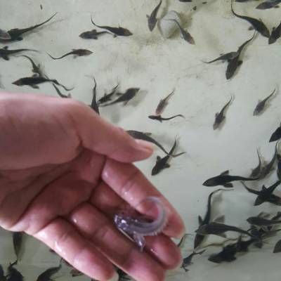 龍魚魚苗批發網：龍魚魚苗批發網推薦