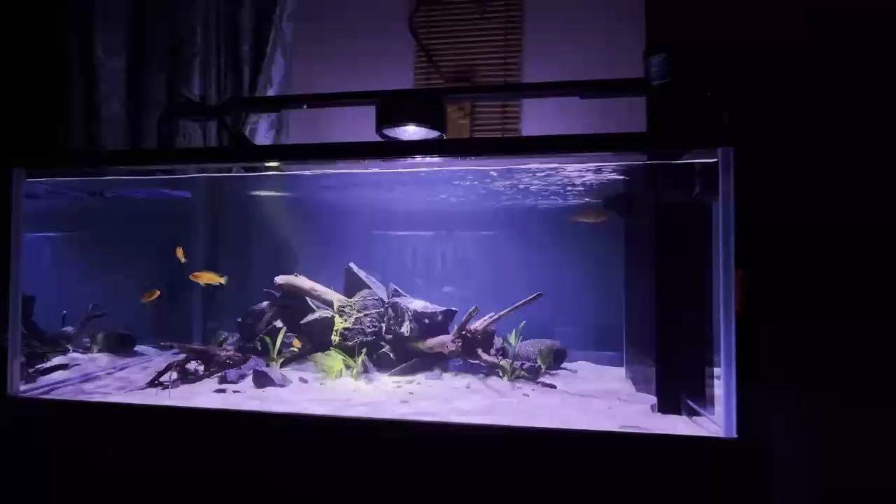 紅龍魚(yú)的發(fā)色特點(diǎn)：紅龍魚(yú)的發(fā)色過(guò)程