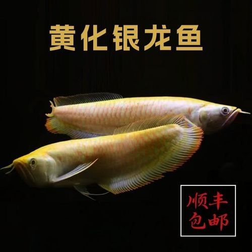 黃化銀龍魚怎么養出狀態圖解