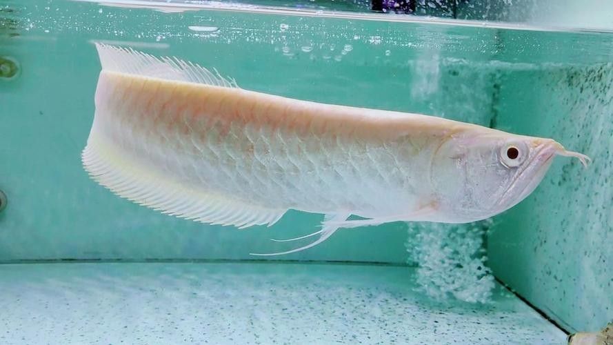 黃化銀龍魚怎么養出狀態圖解