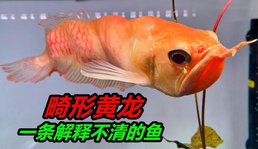 黃化銀龍魚怎么養出狀態圖解