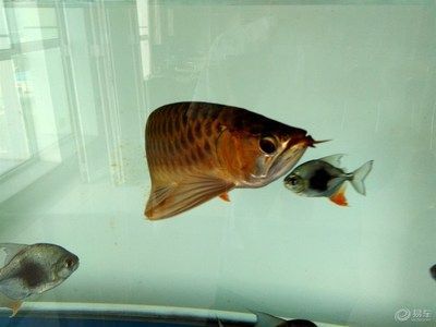 紅龍魚風水文化影響探究：紅龍魚在風水文化中的應用