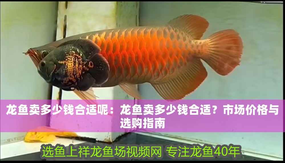 龍魚賣多少錢合適呢：龍魚賣多少錢合適？市場價格與選購指南