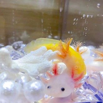 恐龍魚多少錢一只幼崽能長大 恐龍魚多少錢一只幼崽能長大 龍魚百科 第15張