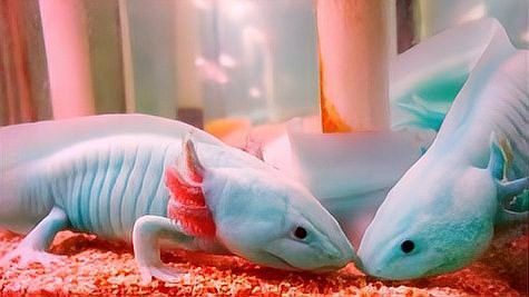 恐龍魚多少錢一只幼崽能長大 恐龍魚多少錢一只幼崽能長大 龍魚百科 第16張