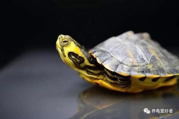 龍魚龜混養(yǎng)寓意著什么：龍魚混養(yǎng)風水講究，豬鼻龜與龍魚混養(yǎng)技巧
