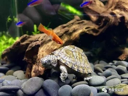 龍魚龜混養(yǎng)寓意著什么：龍魚混養(yǎng)風水講究，豬鼻龜與龍魚混養(yǎng)技巧