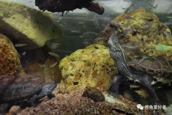 龍魚龜混養(yǎng)寓意著什么：龍魚混養(yǎng)風水講究，豬鼻龜與龍魚混養(yǎng)技巧