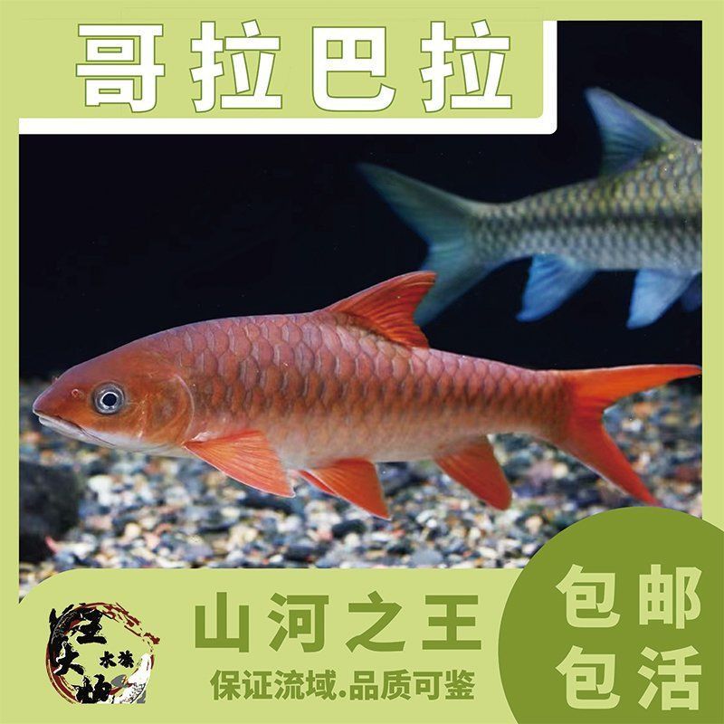馬來西亞魟魚什么檔次
