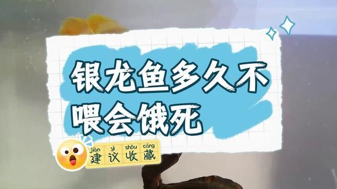 銀龍魚不吃東西會(huì)不會(huì)餓死 銀龍魚不吃東西會(huì)不會(huì)餓死 龍魚百科
