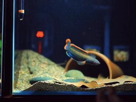 血斑雷龍魚1型多少錢