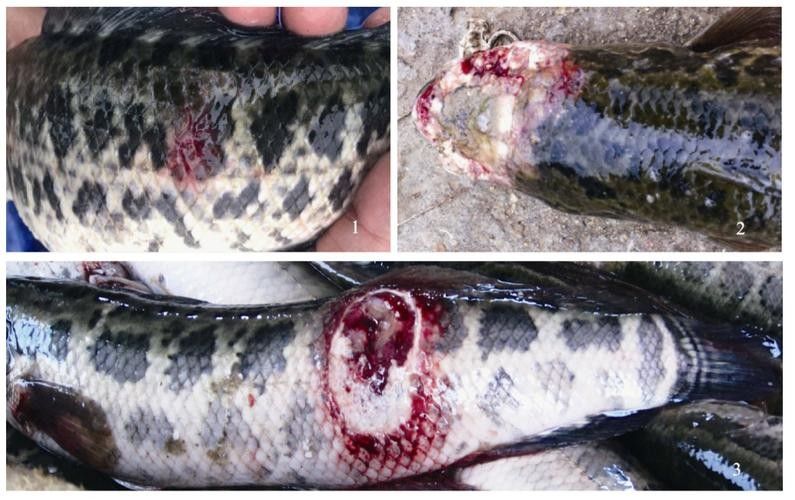銀龍魚爛嘴怎么回事兒圖片 龍魚百科 第10張 銀龍魚爛嘴怎么回事兒圖片 銀龍魚爛嘴怎么回事兒圖片 龍魚百科 第10張