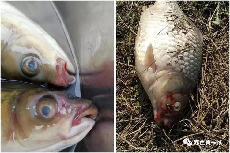 銀龍魚爛嘴怎么回事兒圖片 龍魚百科 第7張 銀龍魚爛嘴怎么回事兒圖片 銀龍魚爛嘴怎么回事兒圖片 龍魚百科 第7張