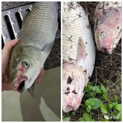 銀龍魚爛嘴怎么回事兒圖片 龍魚百科 第14張 銀龍魚爛嘴怎么回事兒圖片 銀龍魚爛嘴怎么回事兒圖片 龍魚百科 第14張