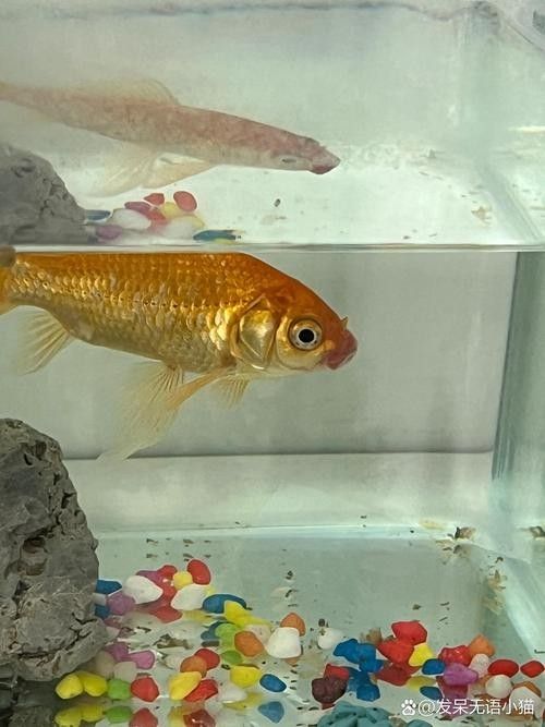 銀龍魚爛嘴怎么回事兒圖片 龍魚百科 第12張 銀龍魚爛嘴怎么回事兒圖片 銀龍魚爛嘴怎么回事兒圖片 龍魚百科 第12張