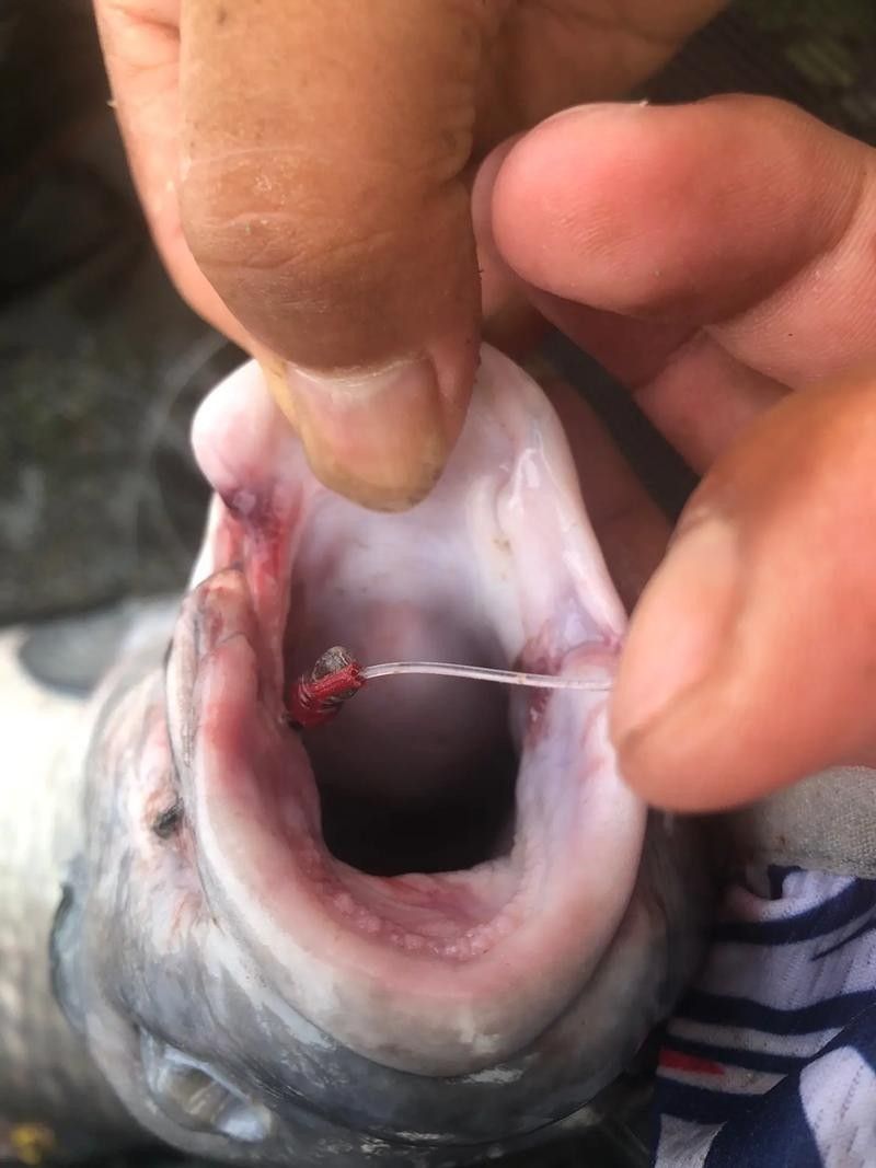 銀龍魚爛嘴怎么回事兒圖片 龍魚百科 第17張 銀龍魚爛嘴怎么回事兒圖片 銀龍魚爛嘴怎么回事兒圖片 龍魚百科 第17張