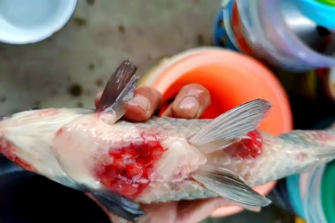 銀龍魚爛嘴怎么回事兒圖片 銀龍魚爛嘴怎么回事兒圖片 龍魚百科 第25張