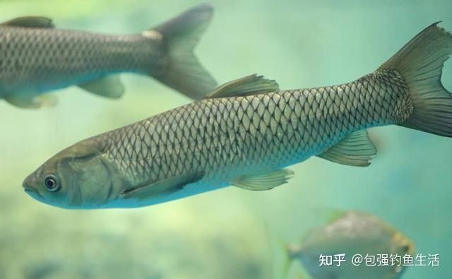 龍魚吃的食物多久消化