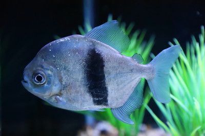 申古銀版魚飼料選擇：申古銀版魚的飼料選擇