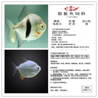 申古銀版魚飼料選擇：申古銀版魚的飼料選擇