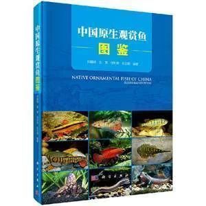 龍魚介紹論文怎么寫（龍魚養殖水質管理技巧,龍魚在風水中的應用案例）