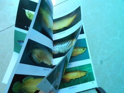 龍魚介紹論文怎么寫（龍魚養殖水質管理技巧,龍魚在風水中的應用案例）