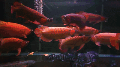 有沒有動態高清紅龍魚壁紙？ 有沒有動態高清紅龍魚壁紙？ 龍魚百科 第2張