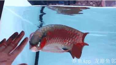 有沒有動態高清紅龍魚壁紙？ 有沒有動態高清紅龍魚壁紙？ 龍魚百科 第7張