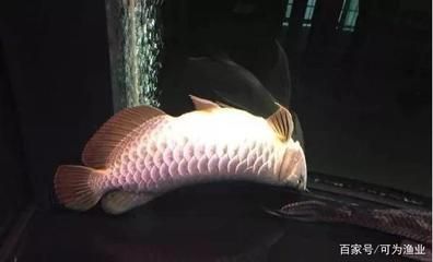 龍魚死了是什么原因引起的（龍魚死亡可能由多種原因引起） 龍魚死了是什么原因引起的（龍魚死亡可能由多種原因引起） 龍魚百科 第2張