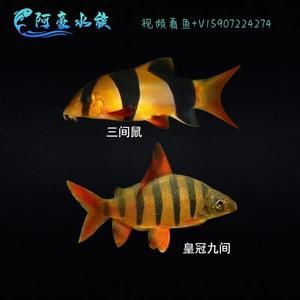 龍魚的高端配魚是什么魚啊：哪些魚適合與龍魚混養(yǎng) 龍魚的高端配魚是什么魚啊：哪些魚適合與龍魚混養(yǎng) 龍魚百科 第2張