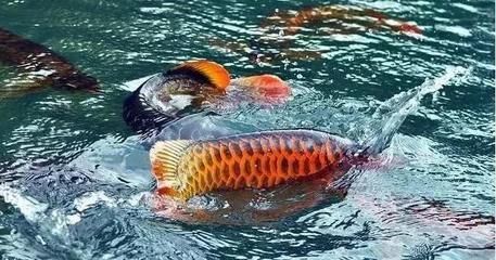冬天怎么給龍魚換水（冬季給龍魚換水的正確方法） 冬天怎么給龍魚換水（冬季給龍魚換水的正確方法） 龍魚百科 第3張