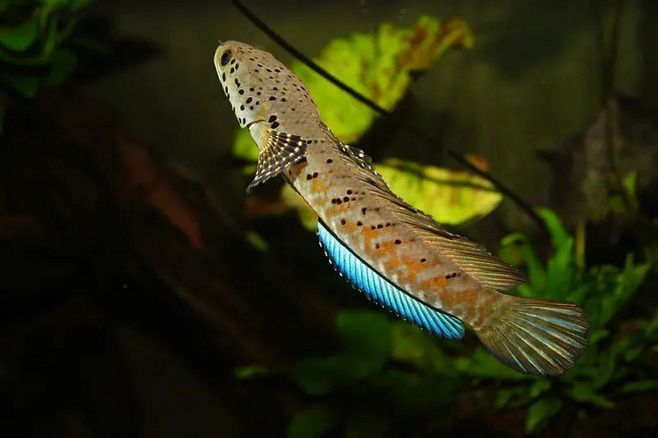 雷龍魚的分類,雷龍魚品種多樣性為水族愛好者提供了廣泛的選擇空間 龍魚百科 第1張 雷龍魚的分類,雷龍魚品種多樣性為水族愛好者提供了廣泛的選擇空間 雷龍魚的分類,雷龍魚品種多樣性為水族愛好者提供了廣泛的選擇空間 龍魚百科 第1張