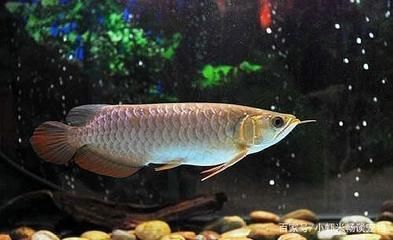 魚缸哪個品牌質量最好最安全（魚缸品牌性價比排行） 魚缸哪個品牌質量最好最安全（魚缸品牌性價比排行） 龍魚百科